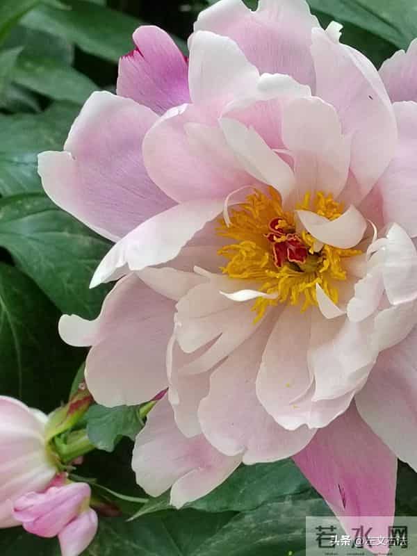 销售代理合同与买卖合同的认定