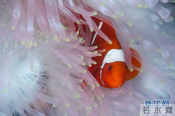 印尼：丰富多彩的海洋世界