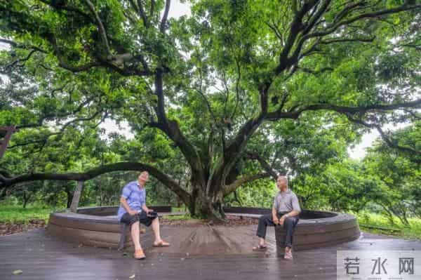 广州470多岁“荔枝皇”，“身价”不凡