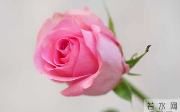 认识花材 - 这9款粉玫瑰品种你都见过吗