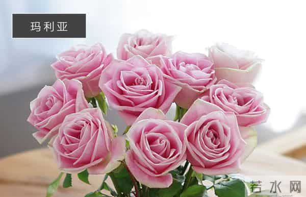认识花材 - 这9款粉玫瑰品种你都见过吗