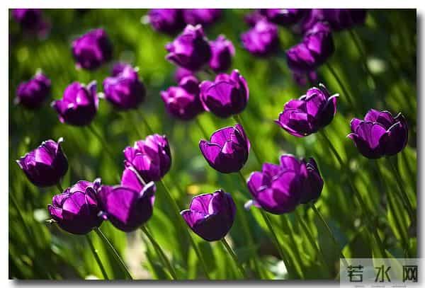 烂漫花语，你除了知道玫瑰代表爱情，你还知道其他的吗？