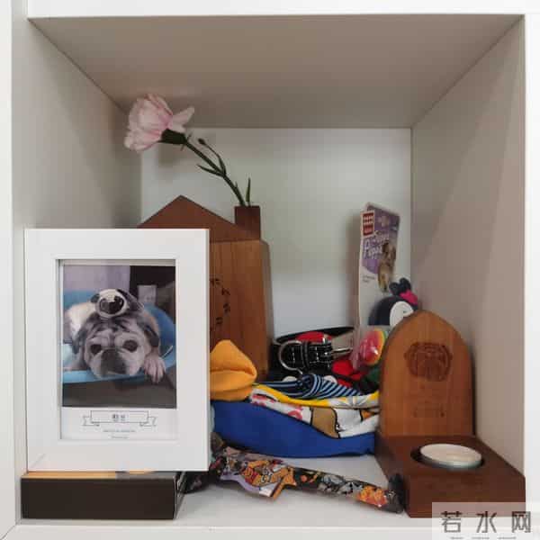 新奇职业｜一名宠物殡葬师的自述：宠物的离开，教会我们什么