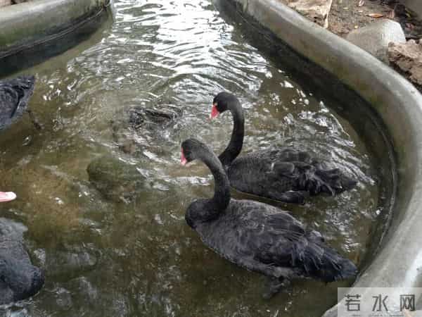 三年级日记之2025年国庆节游记和生活记录三则300字