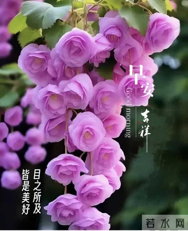 每日100句吉祥祝福语,最美的问候语大全,祝福朋友们快乐吉祥