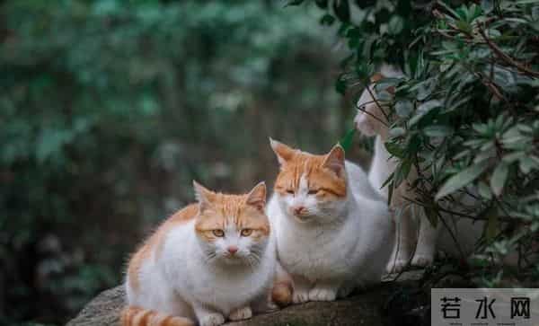 为什么普通人养不了猫?观音说:猫是白虎转世,普通人管不住