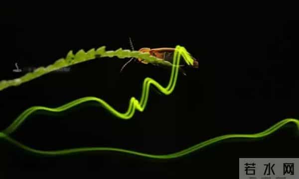 丽水湿地迎来大片萤火虫！夜晚闪闪发光犹如置身童话