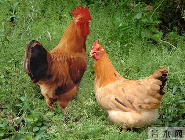 曾经受人追捧的“土鸡热”，为何遇冷了？养土鸡还能赚钱吗
