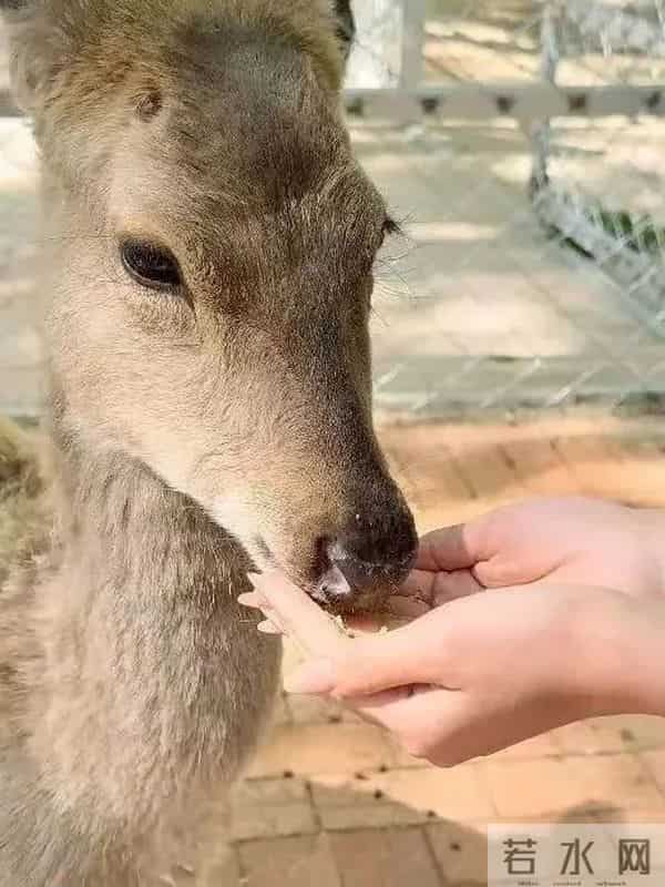免票！“六一”国际儿童节快乐！