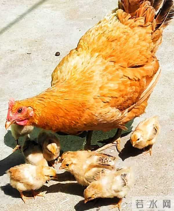 情报站|母爱伟大!鸡妈妈带小鸡觅食寸步不离,画面太有爱了