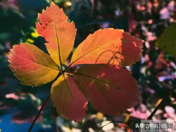 随笔：好吧，不管你经历了什么，一觉醒来，这个城市依旧车水马龙