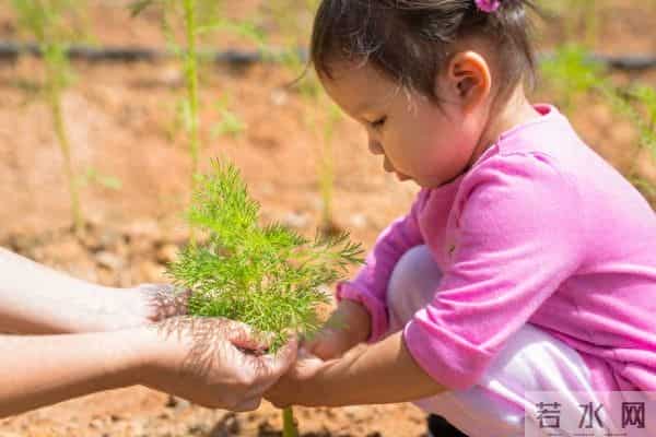《植物妈妈有办法》教学片段