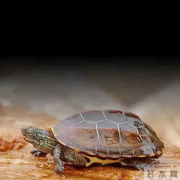 市面上都有哪些常见的宠物龟,什么龟比较适合家养?