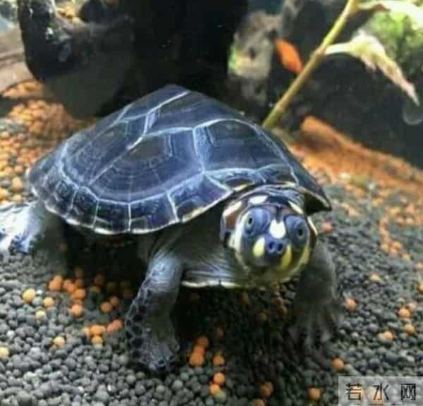 市面上都有哪些常见的宠物龟,什么龟比较适合家养?