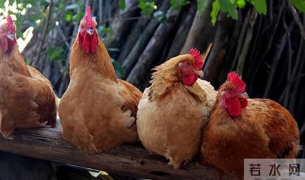 曾经受人追捧的“土鸡热”，为何遇冷了？养土鸡还能赚钱吗