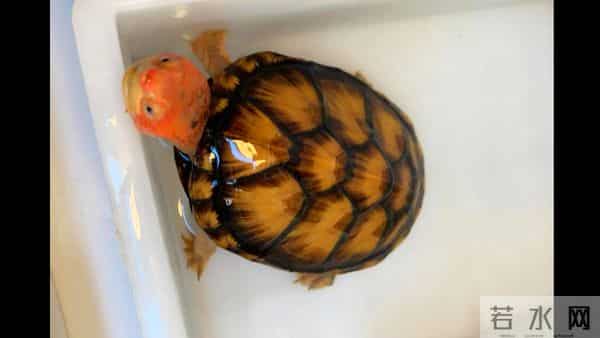 市面上都有哪些常见的宠物龟,什么龟比较适合家养?