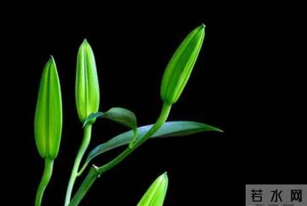 夜读｜心田上的百合花