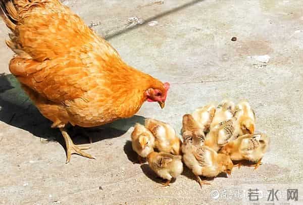 情报站|母爱伟大!鸡妈妈带小鸡觅食寸步不离,画面太有爱了