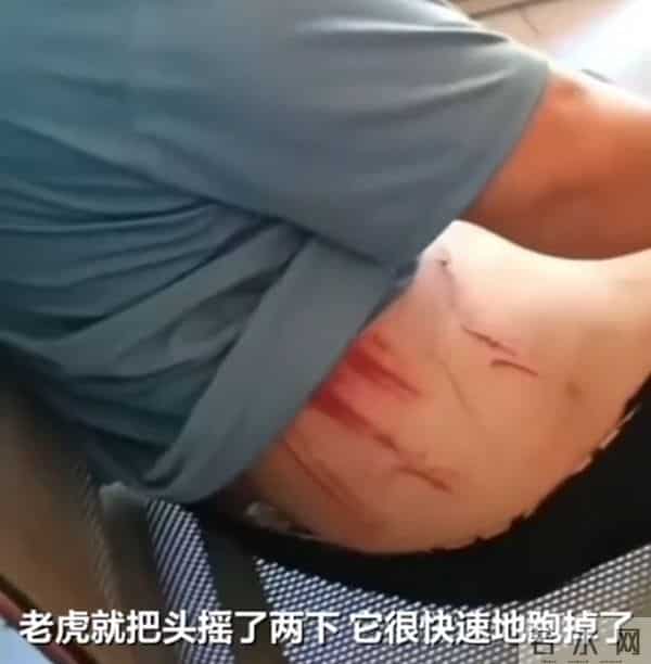 老虎出没?湖北鹤峰村民山上干农活被野兽袭击,用锄头反击后脱险,当地:暂无老虎证据