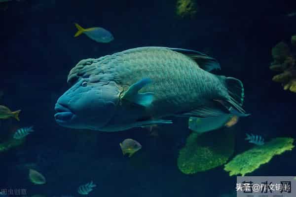 原创寓言二则:《想吃小鱼的鱼》、《怕老鼠的猫》