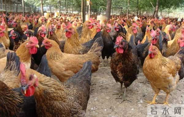 曾经受人追捧的“土鸡热”，为何遇冷了？养土鸡还能赚钱吗