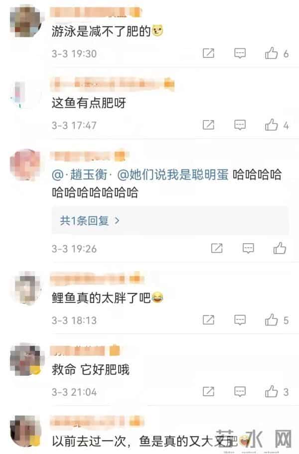 济南趵突泉的鱼为啥胖成球?