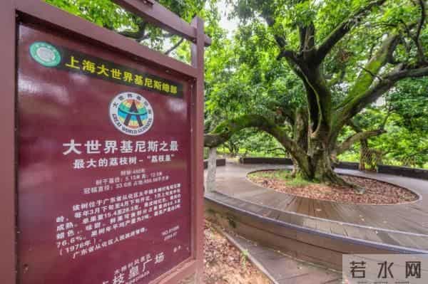 广州470多岁“荔枝皇”，“身价”不凡