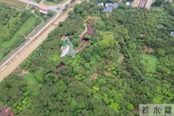 广州470多岁“荔枝皇”，“身价”不凡