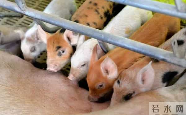 10分钟连骟5头小猪,整个过程行云流水,这是我见过最牛的骟猪匠