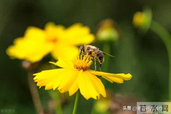 草虫的世界如此奇妙①——阿宝老师的“作文经”(三三四)
