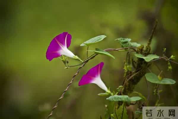 牵牛花(生活随笔)