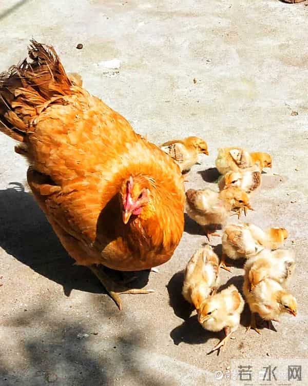 情报站|母爱伟大!鸡妈妈带小鸡觅食寸步不离,画面太有爱了
