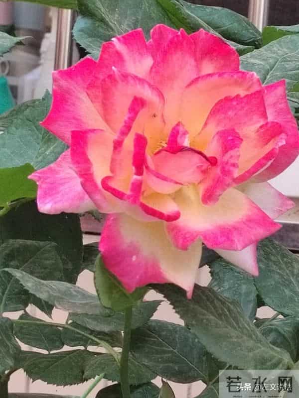 每天新学一点《民事诉讼法》重点第一百四十八条原告申请撤诉