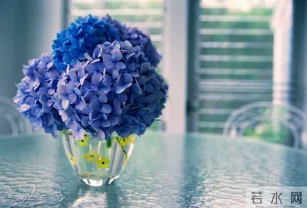 烂漫花语，你除了知道玫瑰代表爱情，你还知道其他的吗？