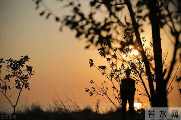 六年级上册一单元习作《变形记》,夜晚一棵大树下的故事