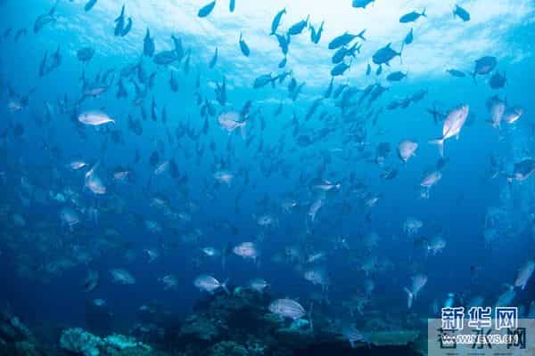 印尼：丰富多彩的海洋世界