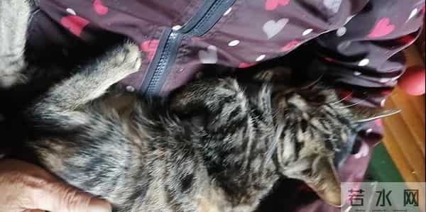 动物皆有灵性 —— 一个作家同他的猫狗的旷世情缘