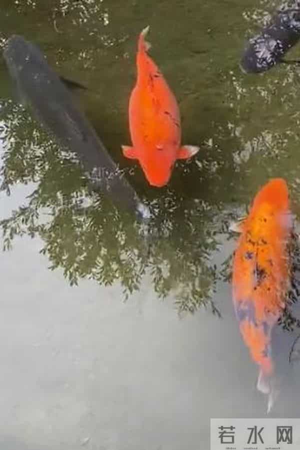 济南趵突泉的鱼为啥胖成球?