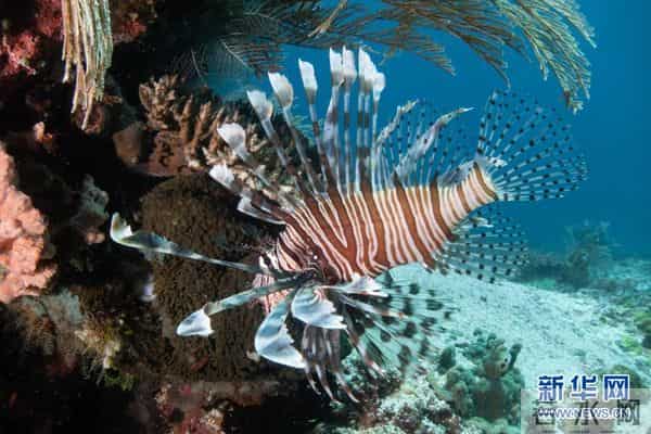 印尼：丰富多彩的海洋世界