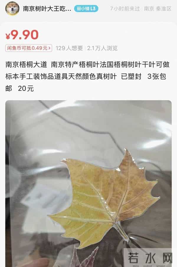 100片20元银杏叶卖＂爆＂了 女子全家捡叶子卖出数万片