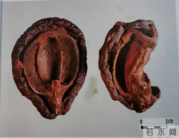 木瓜居然还是一味中药,有啥功效进来瞧瞧!