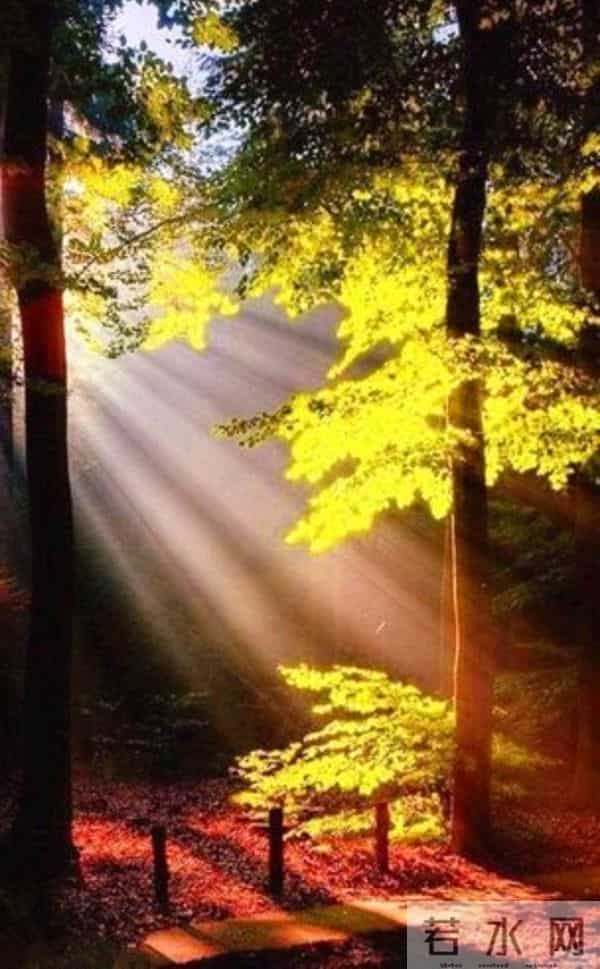 散文:深秋处,岁月静美,生命都有自己的光芒