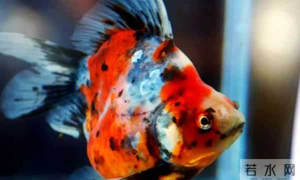 冷水鱼饲养天花板！这五种金鱼，好看好养零设备
