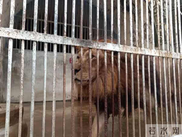 三年级日记之2025年国庆节游记和生活记录三则300字