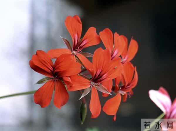 伤感唯美句子,不得我心,怎伤得了我心