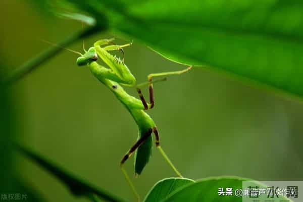 草虫的世界如此奇妙①——阿宝老师的“作文经”(三三四)