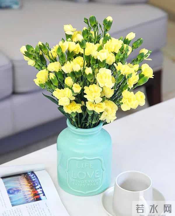 康乃馨寓意好,养在家里装饰性强,这样做还能有效延长花期