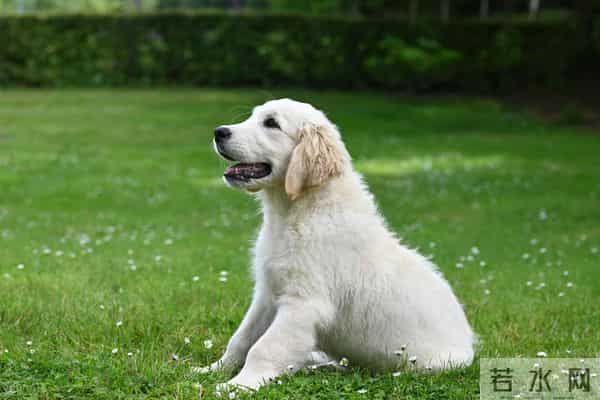 三年级作文指导:如何写好小动物