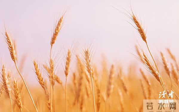 后半生最好的活法:口无怨怼,眼无是非,心怀善意