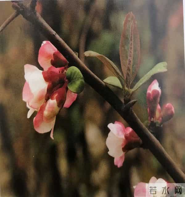 木瓜居然还是一味中药,有啥功效进来瞧瞧!